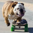 /album/fotogaleria/skateboarding-dog-1s-1-jpg/